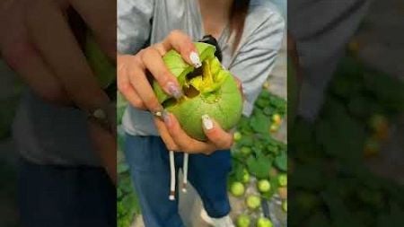 #agriculture #farm #farming #agro #youtube#agricultural #food #viral #diy #technology #shorts #fruit