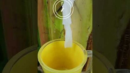 New Way to Harvest Water 🍌🎋 #camping #survival #bushcraft #outdoors #lifehack #skills