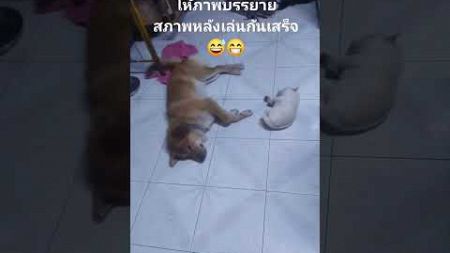 #ลูกสุนัข #puppy #สัตว์เลี้ยง #สัตว์โลกน่ารัก #คนไทยในต่างแดน #น้องโซล่า #น้องปีโป้