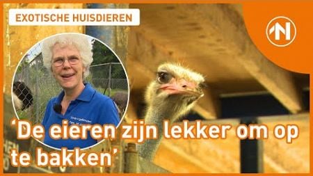 Exotische huisdieren: 55 struisvogels in Boerakker