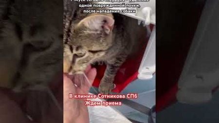 Нужна помощь в сборе финансов на операцию