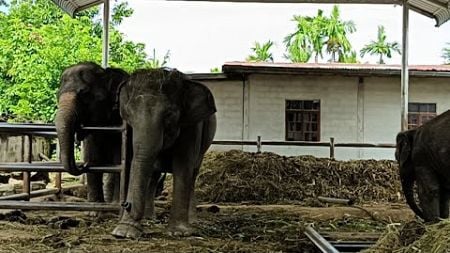 Live ❗อาหารช้าลงราคาถูก🐘