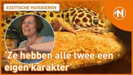 Exotische huisdieren: luipaardgekko&#39;s van Jiska