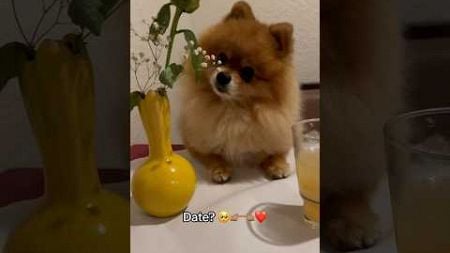 Würdest du mit mir beim Italiener essen? 🥺❤️ #hund #dog #pom #pomeranian