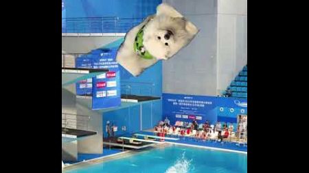 #萨摩耶 #宠物跳水比赛 #狗狗跳水 #水灵灵的小狗