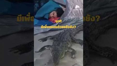 นุด!! มีเพื่อนนอนด้วยหรือยัง? #crocodile #alligator #sleep #camping #shorts