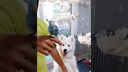 Kedi,Kuş, ve köpek aynı evde yaşar mı???? #trending #pets #cat #vlog #birds #samoyed #dog #animals