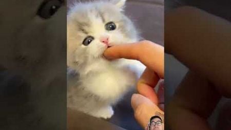 #cat #kitten #cutecat #pets #cute #niedliches #かわいい子猫 #gattino #gatito #قطة