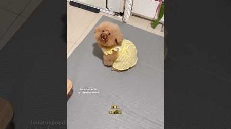 pawang 🐷 🤣 #dog #pets #doglover #cute #doglife #puppy #shorts #anjinglucu #toypoodle