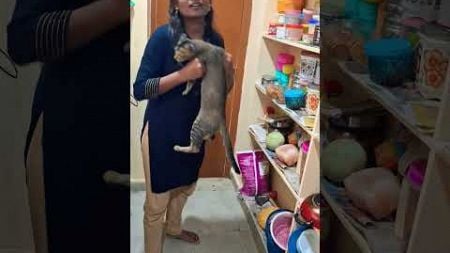 బన్నీ గాడిని బతిలాడుకుంటుంది #catoo #cat #pets #nativedogs #yourcat #catlover #yourpet #cato #puppy