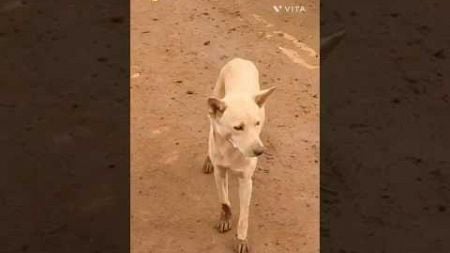 എന്റെ ആരെയും കാണാനില്ല😭😥#pets #puppy #dog #viral #short #shortvideo #doglover #pet #trending