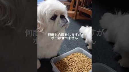 ペキニーズ（犬）大量のフードを目の前にわんこ達は？ #shorts #ペキニーズ #犬 #pekingese #dog