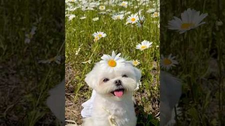 🥰🥰 #dogs #müzik #tiktok #kedi #şarkı #funny #cute #pets #dans #çocuk #bulldog #cutedog