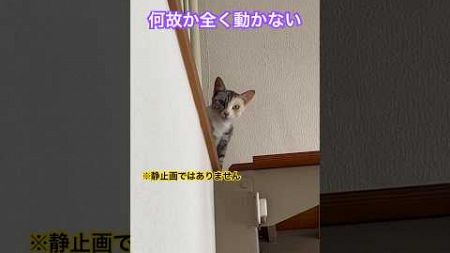 ビーム出そう #ペット #cat #可愛い #ねこ #かわいい #ネコ #保護猫 #猫#猫動画#癒し#三毛猫 #おもしろ #vlog