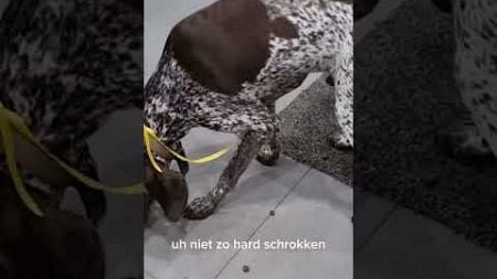 Hond schrokt eten, hoe oplossen? (English subtitles)