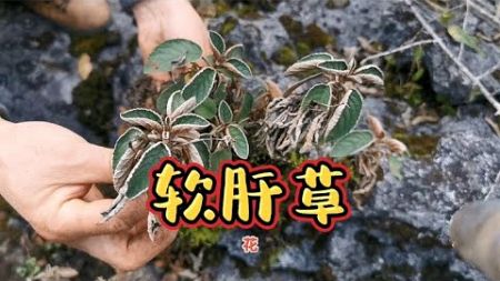 植物知识科普：软肝草生长环境太特殊，干不死它，难怪又叫还魂草