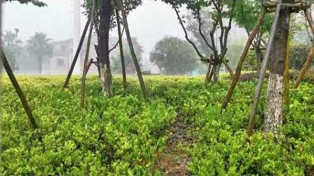 环境音乐/雨声音乐/雨声/雨声入眠，学习音乐/放松音乐/白噪音/自然音乐/自然声音/静心音乐/助眠音乐/舒缓音乐/舒缓疗法/冥想音乐