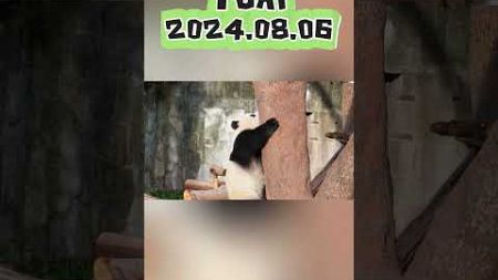 YUAI2024.08.06 #panda #animals #cute #zoo #cutepanda #funny #pets #宠物 #love #寵物