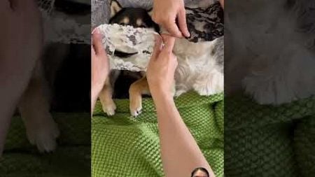 #satisfying #pet #funny #小白 #puppy #宠物 #bai #westhighlandterrier #曼玉不是鳗鱼 #曼玉