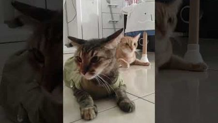 Cireng mau cover musik jangan dihajar dik Aqila . #catcomedy #funny cat #Cireng cute