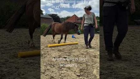 Dit is belangrijk voor het welzijn van je coachpaard! #clickertraininghorses #paardencoaching