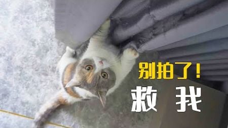 一些养猫后才能拥有的时尚单品