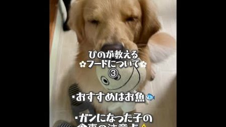 ぴのが教えるフードの選び方③～お魚フードのメリット＆腫瘍を抱えた犬にお肉を与える際の注意点～