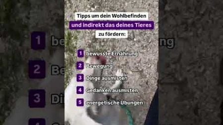 5️⃣ Tipps um dein Wohlbefinden (und indirekt das deines Tieres) zu fördern