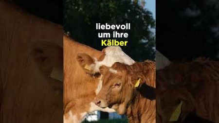 Warum hat eine Kuh eigentlich vier Mägen?🤔#wissen #tiere #bildung #lernen