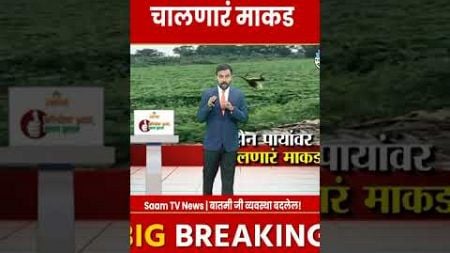 Monkey News Today : दोन पायांवर चालणारं माकड तुम्ही पाहिलंय का?#monkey #animal #viralvideo #news