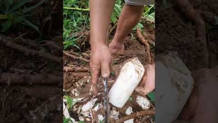 6 #bushcraftsurvival #bushcraftcamping #shortvideo #farming #camping #trending #satisfying #daily