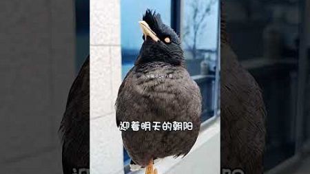 #快手100万粉丝成就#快手宠物天团#年轻人养宠 #birds #sorts