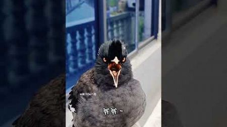 #快手100万粉丝成就#快手宠物天团#年轻人养宠 #birds #sorts