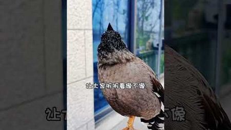 #快手宠物天团#神奇动物在快手#快手100万粉丝 #birds #sorts