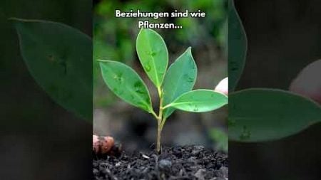 Die Pflege von Beziehungen. #Beziehungen #Pflege #Wachstum