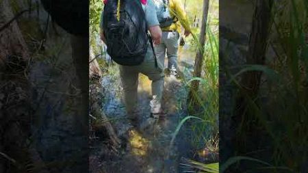 Hiking Big Cypress National Preserve during the summer Florida wet season! #everglades #hiking