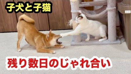 子犬を教育する子猫の関係もあと数日