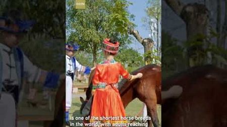 Meet the Debao pony, the shortest horse breed in the world