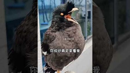 #快手100万粉丝成就#快手宠物天团#年轻人养宠 #birds #sorts