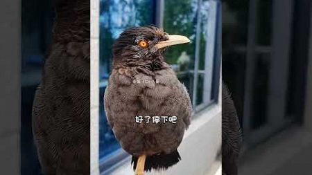 #快手100万粉丝成就#快手宠物天团#年轻人养宠 #birds #sorts