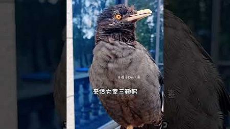 #快手100万粉丝成就#快手宠物天团#年轻人养宠 #birds #sorts