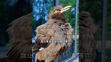 #快手100万粉丝成就#快手宠物天团#年轻人养宠 #birds #sorts