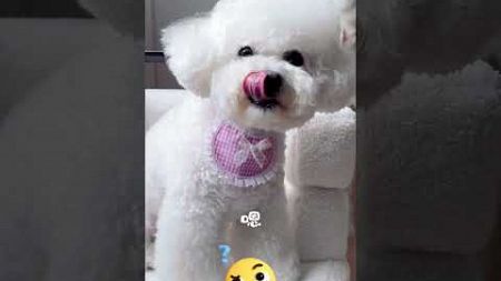 你們看！這英文翻譯標準嗎？ #pets #宠物 #cute #yourdog #搞笑 #yourpet #比熊 #funny #cuteanimal #cutedog