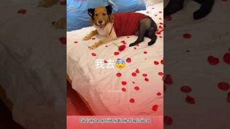 Lu lộ diện con người thực 😂😂 #pets #viralvideo #funny #topfunny #giaitrivui #animals #haihuoc