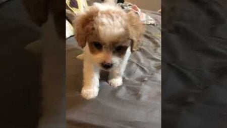 Adorable Cavapoo Puppy Barks for Attention! #Puppy #AdorableAnimals #Cute