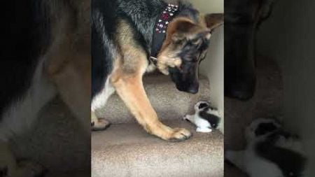 Dog Helps Carry Foster Kitten Upstairs! #Cats #Dogs #Kittens