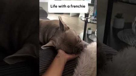 Frenchie Demands Attention!