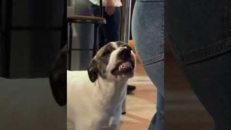 Dog Has HILARIOUS Way of Smiling!