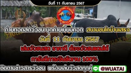 #ถ่ายทอดสดวัวชน บุกค่ายเยี่ยมคอก สนามกีฬาชนโคบ้านเสาธง วันที่ 11 กันยายน 2567 #วัวชนวันนี้