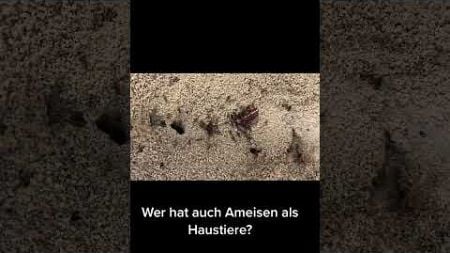 Wer hat auch Ameisen als Haustiere? #ameisen #ant #antfarm #anttok